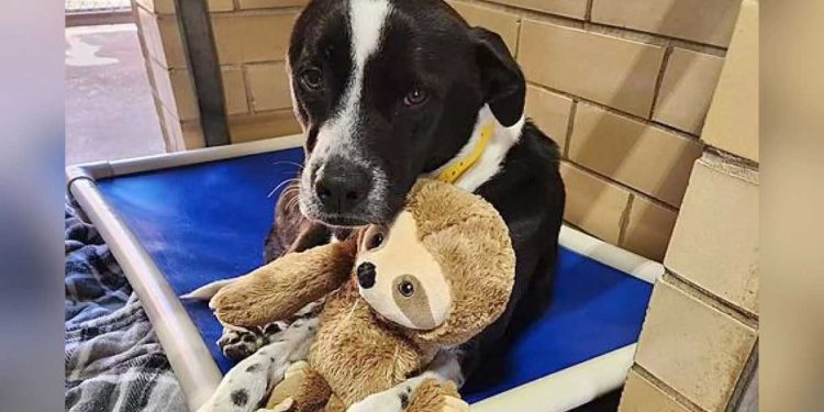 petit chien se blottit paresseux en peluche refuge attendant famille