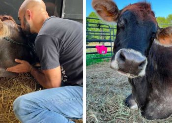 vache aveugle câlin personnes sauvées
