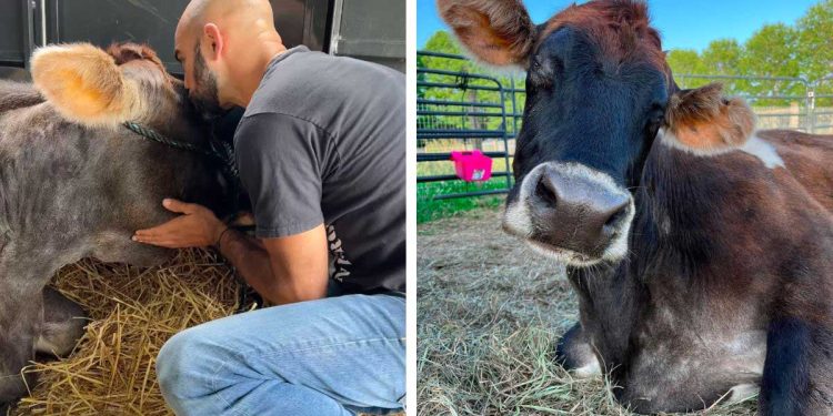 vache aveugle câlin personnes sauvées