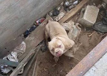 Chien hurlement désespéré sortit du trou de béton