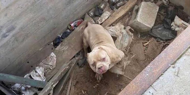 Chien hurlement désespéré sortit du trou de béton