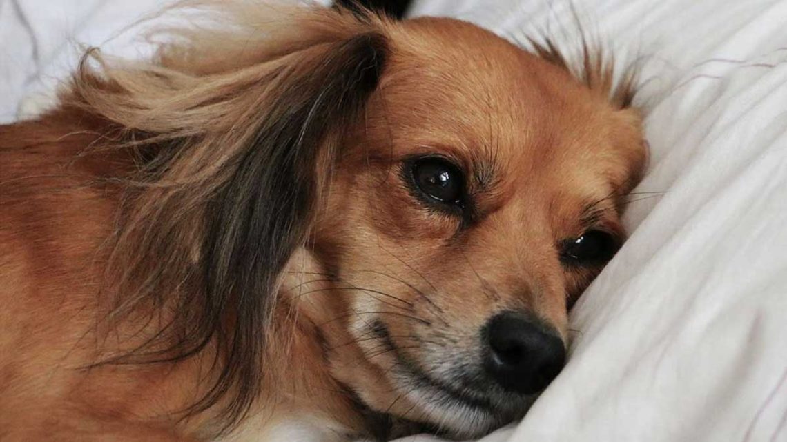 Combien de temps un chien peut-il rester seul à la maison ? Un comportementaliste animalier le précise : plus court que vous ne le pensez 1 Combien de temps un chien peut-il rester seul à la maison