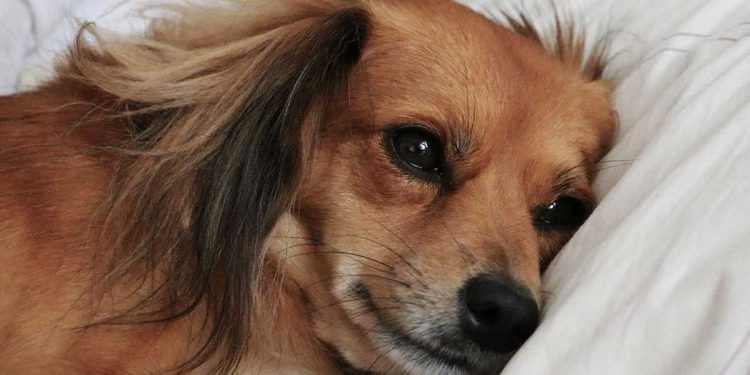 Combien de temps un chien peut-il rester seul à la maison