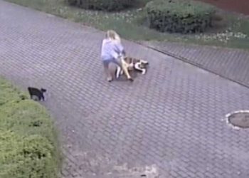 Elle promenait son chien deux agresseurs se sont précipités sur eux