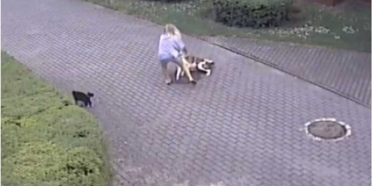 Vidéo : Elle promenait son chien, soudain deux "agresseurs" se sont précipités sur eux. Personne ne se sent responsable 1 Elle promenait son chien deux agresseurs se sont précipités sur eux