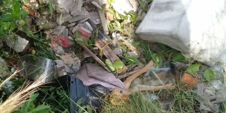 En marchant, elle a remarqué des pattes qui sortaient d'un tas d'ordures. Alors qu'elle se rapprochait, des yeux suppliants apparurent 1 En marchant elle a remarqué des pattes qui sortaient tas ordures