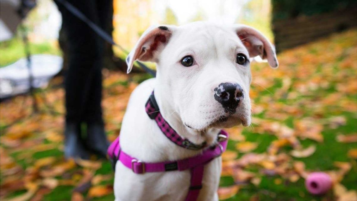 Enlevez-vous le collier de votre chien après une promenade