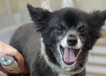 Faut-il couper court à son chien en été