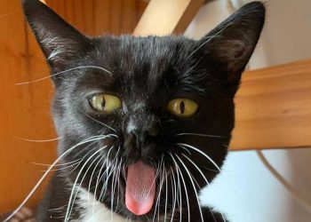 Fig chat petit devenu une star