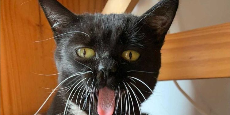 Fig chat petit devenu une star