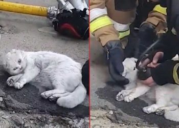 Geste héroïque pompiers sauvé ressuscité chat immeuble feu