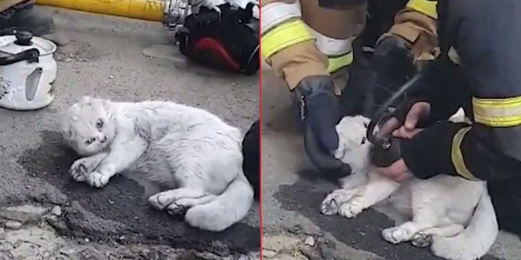 Geste héroïque des pompiers. Ils ont sauvé et ressuscité un chat d'un immeuble en feu 1 Geste héroïque pompiers sauvé ressuscité chat immeuble feu