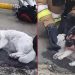 Geste héroïque des pompiers. Ils ont sauvé et ressuscité un chat d'un immeuble en feu 2 Geste héroïque pompiers sauvé ressuscité chat immeuble feu