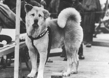 Hachiko chien attendu maître 10 ans
