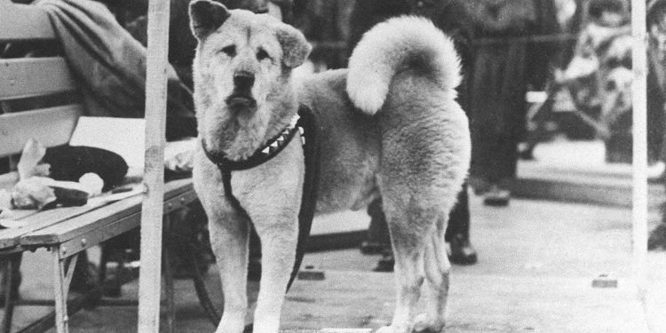 Hachiko chien attendu maître 10 ans