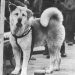 Hachiko - un chien qui a attendu 10 ans pour un maître mort 2 Hachiko chien attendu maître 10 ans