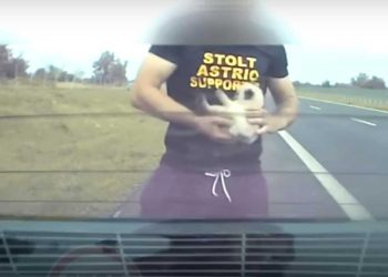 Il s est précipité pour sauver un chaton sur l autoroute