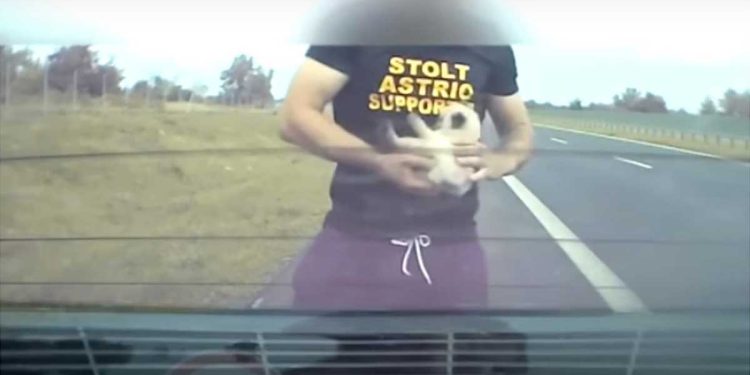 Il s est précipité pour sauver un chaton sur l autoroute