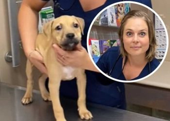 Ils étaient sûrs avoir acheté Labrador sur internet