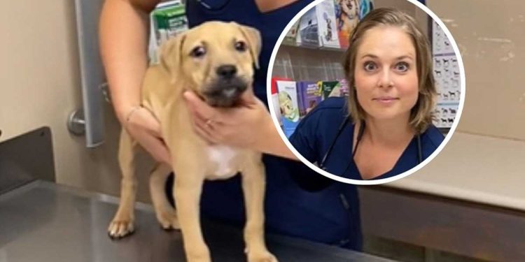 Ils étaient sûrs avoir acheté Labrador sur internet