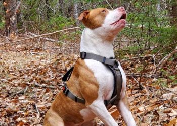 Ils ont laissé leur fils avec un pitbull dans le jardin