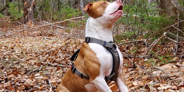 Ils ont laissé leur fils avec un pitbull dans le jardin. Ils ne s'attendaient pas à ce qu'un instant plus tard, ils se précipitent à l'hôpital 1 Ils ont laissé leur fils avec un pitbull dans le jardin