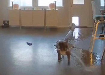 Ils retournèrent appartement chiens jouaient en leur absence