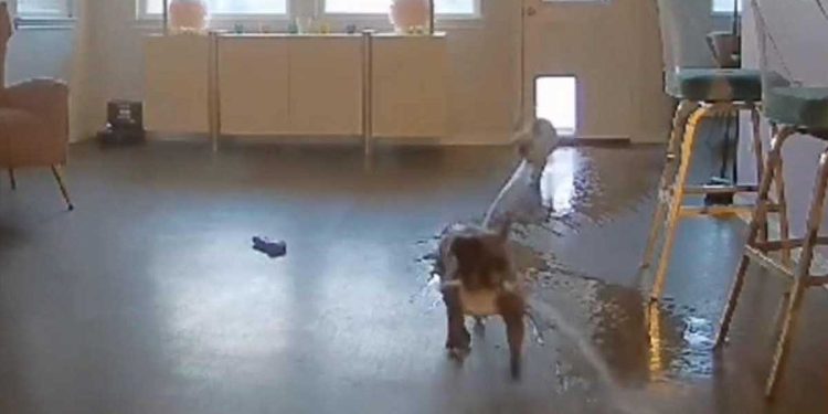 Ils retournèrent appartement chiens jouaient en leur absence