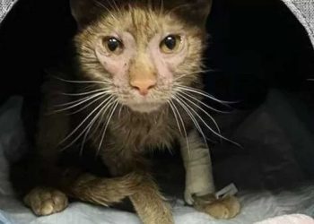 La chatte émaciée a accosté des inconnus sur le parking