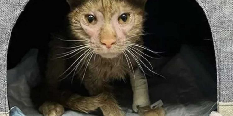 Chaque respiration lui faisait mal. La chatte émaciée a accosté des inconnus sur le parking, elle n'a demandé qu'une chose 1 La chatte émaciée a accosté des inconnus sur le parking