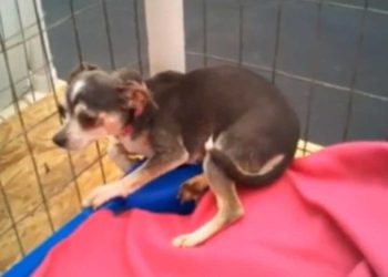 La chienne se recroquevillait dans le coin