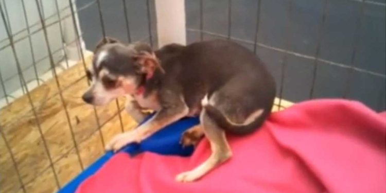 La chienne se recroquevillait dans le coin chaque fois que quelqu'un lui tendait la main. Les cicatrices psychologiques étaient beaucoup plus profondes 1 La chienne se recroquevillait dans le coin
