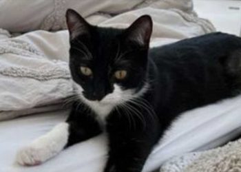 Le chat a commencé à agir bizarrement