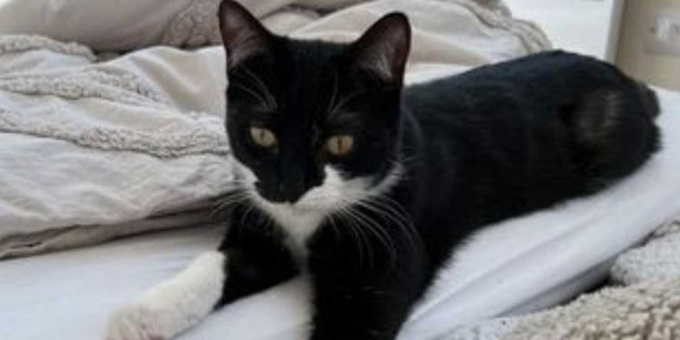 Le chat a commencé à agir bizarrement