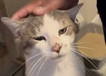 Le chat ferait n importe quoi pour sortir de la rue