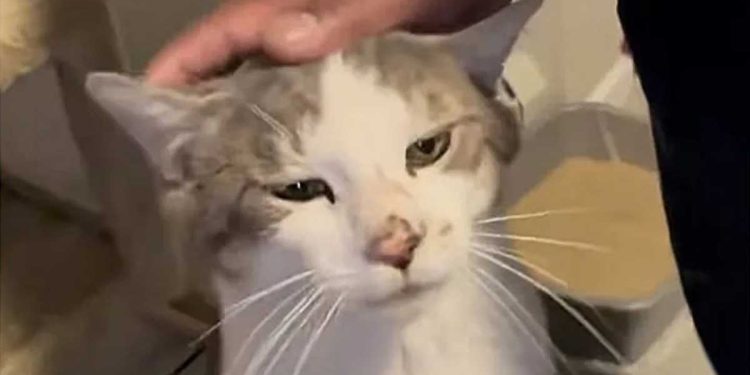 Le chat ferait n'importe quoi pour sortir de la rue. Ce n'est que dans la nouvelle maison qu'ils ont compris ce qu'il voulait tant 1 Le chat ferait n importe quoi pour sortir de la rue