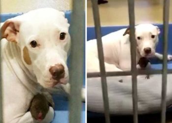 Le refuge voulait endormir la chienne et ses chiots