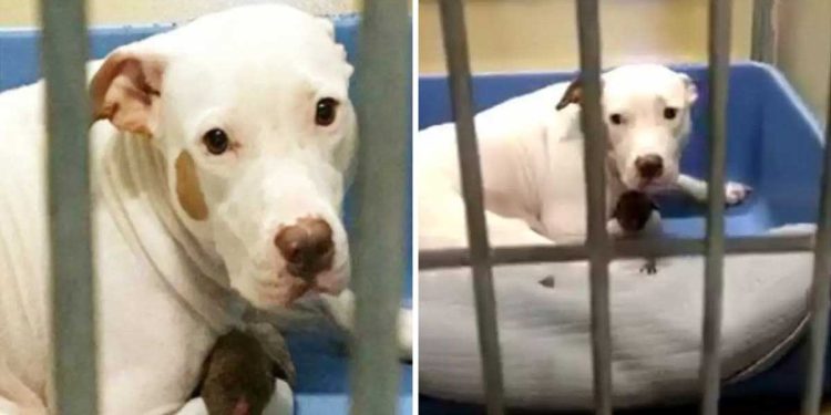 Le refuge voulait endormir la chienne et ses chiots