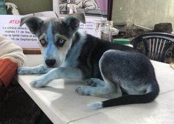 Les médecins n avaient jamais vu de chien bleu auparavant
