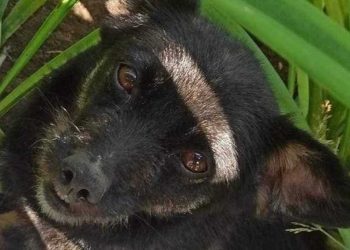 belle chienne Barbie pas de chance