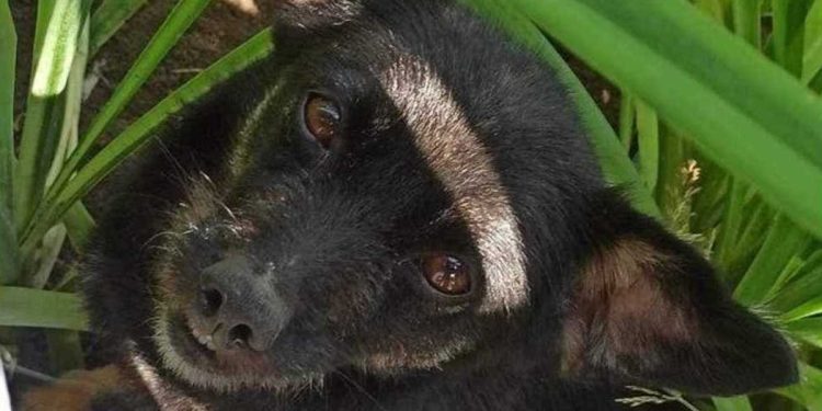 Bien qu'elle soit aussi belle qu'une poupée, Barbie n'a pas de chance. La lourde chaîne autour de son cou l'avait suivie toute sa vie 1 belle chienne Barbie pas de chance