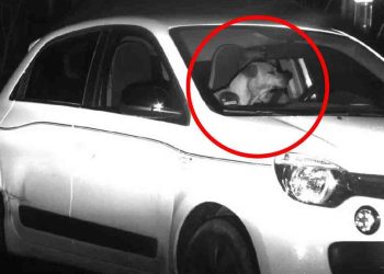 caméra circulation filmé voiture pleine vitesse chien conduisait