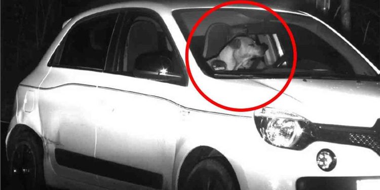 caméra circulation filmé voiture pleine vitesse chien conduisait