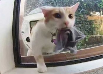 chat kleptomane terrorise les voisins.