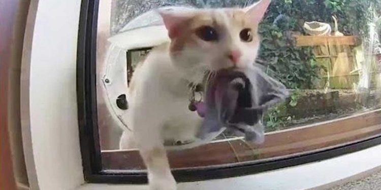 chat kleptomane terrorise les voisins.