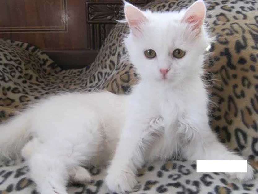 chat persan a été amené pour être euthanasie