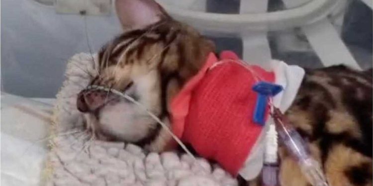 chat récupère miraculeusement mort 26 minutes