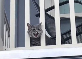 chat refuse laisser propriétaire quitter maison