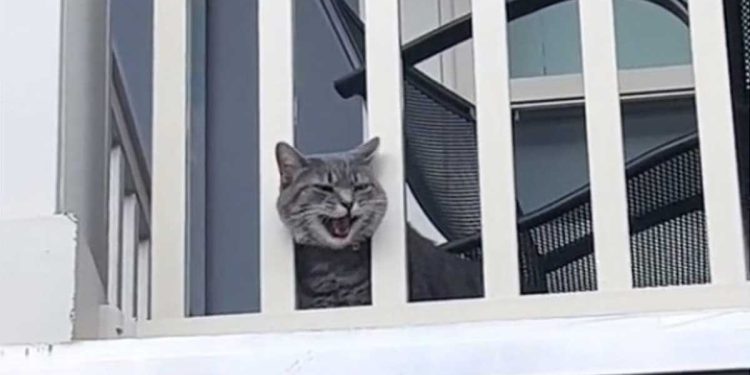 Le chat refuse de laisser sa propriétaire quitter la maison. Sa réaction mérite un Oscar 1 chat refuse laisser propriétaire quitter maison