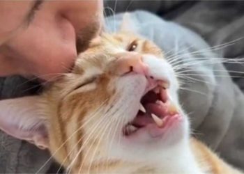 chat roux refuge jamais connu amour réagi couvert baisers